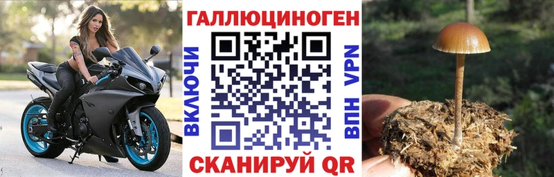 Псилоцибиновые грибы Cubensis  Стародуб 